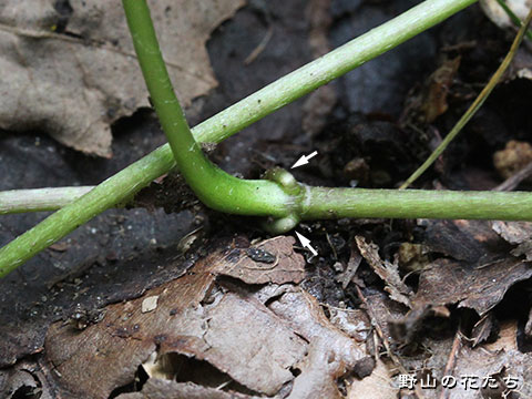ハイキンポウゲ－茎２
