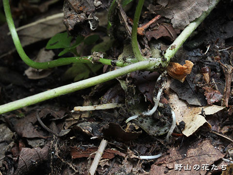 ハイキンポウゲ－茎３