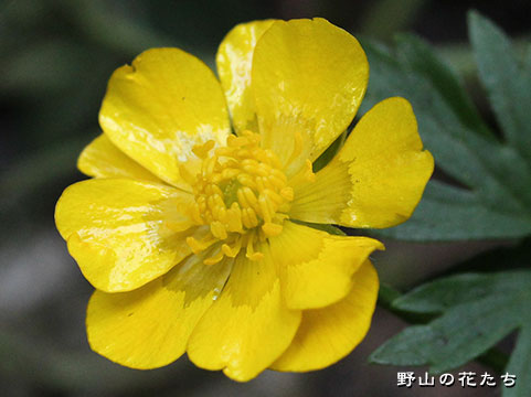ハイキンポウゲ－花