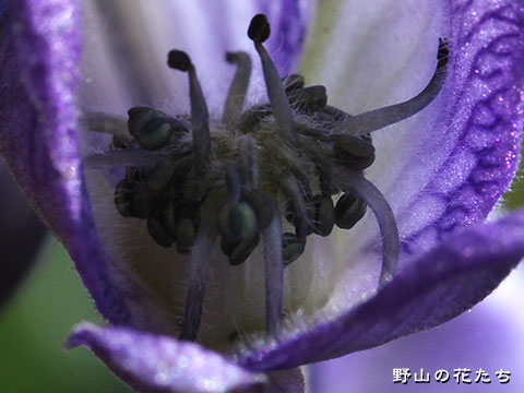 オゼトリカブト－花３