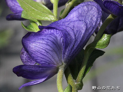 オゼトリカブト－花