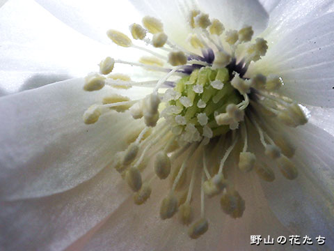 オクノアズマイチゲ－花４