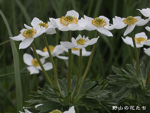 エゾノハクサンイチゲ－花