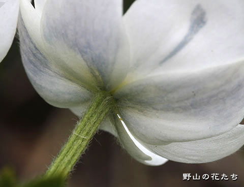 エゾノハクサンイチゲ－花４