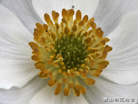 エゾノハクサンイチゲ－花３