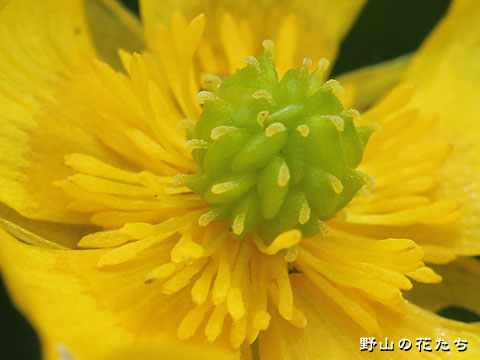ミヤマキンポウゲ－花２