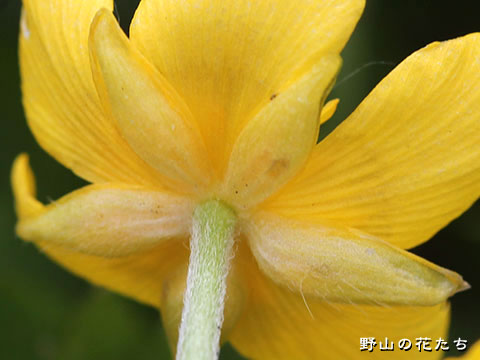 ミヤマキンポウゲ－花３
