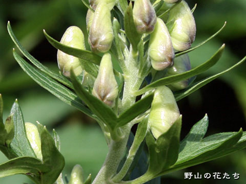 オクトリカブト－茎・花柄