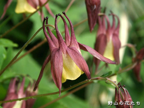 ヤマオダマキ－花