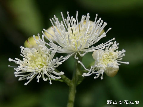 モミジカラマツ－花