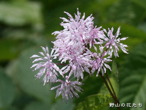 ミヤマカラマツ－花