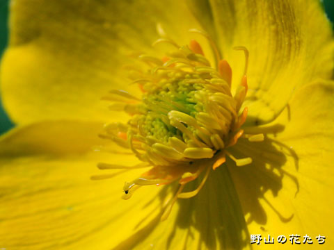 シナノキンバイ－花