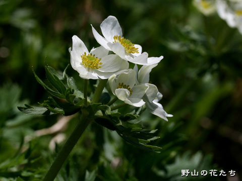 ハクサンイチゲ－花