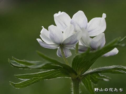ハクサンイチゲ－花３