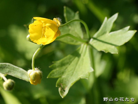 グンナイキンポウゲ－花
