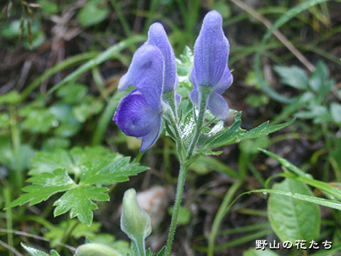 ホソバトリカブト－花茎