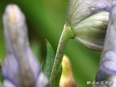 ハコネトリカブト－花柄