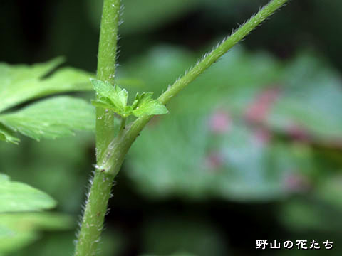 ヤマキツネノボタン－茎
