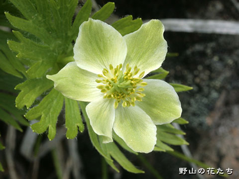 ミドリハクサンイチゲ－花