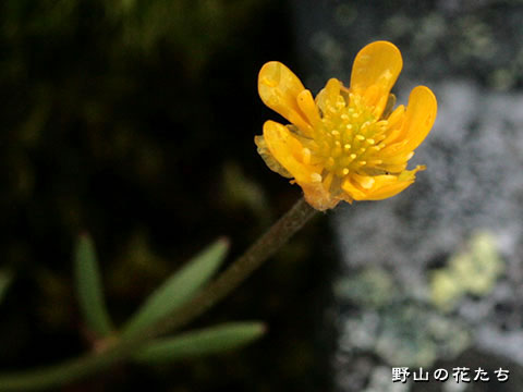 キタダケキンポウゲ－花