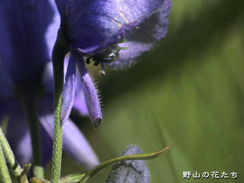 キタダケトリカブト－花柄２