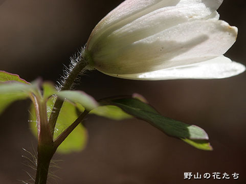 オクノアズマイチゲ－花６