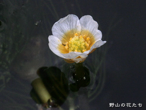 ミシマバイカモ－花