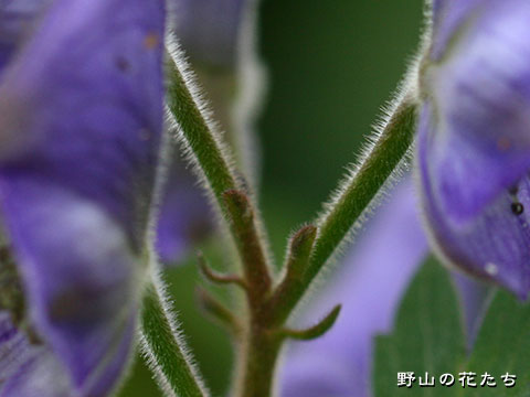 ワガトリカブト－花柄