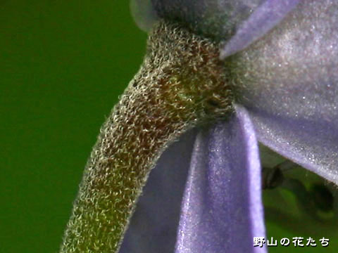 ガッサントリカブト－花柄