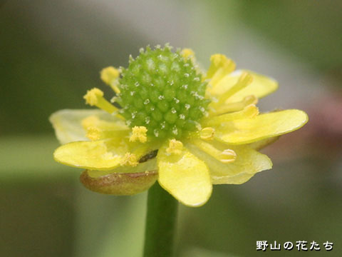 ヒメキンポウゲ－花