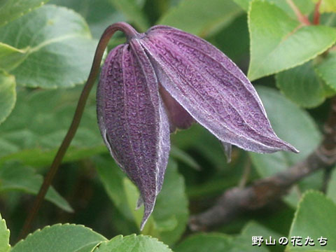 コミヤマハンショウヅル－花２