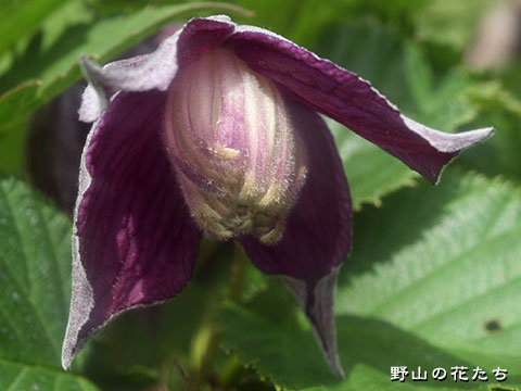 コミヤマハンショウヅル－花