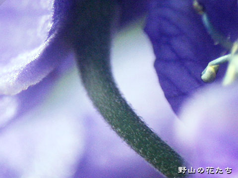 ミヤマトリカブト－花柄