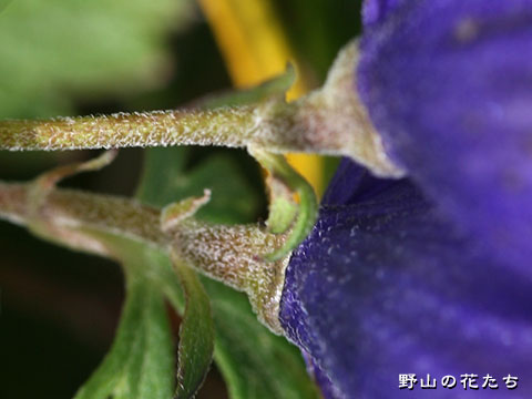 キタダケトリカブト－花柄