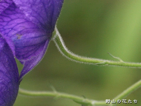 ホソバトリカブト－花柄