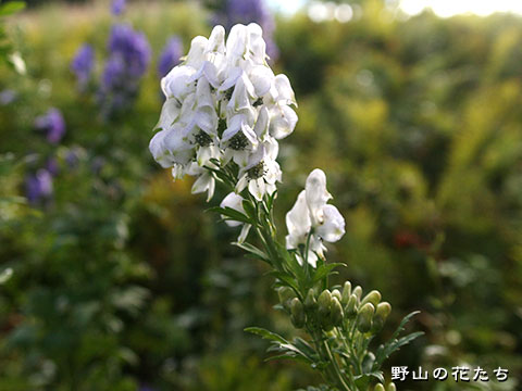 ツクバトリカブト－白花