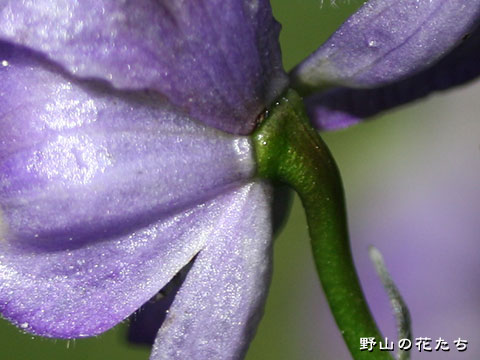 サンヨウブシ－花２