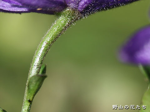 イヌハコネトリカブト－花柄Ｂ
