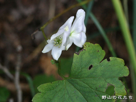 オクトリカブト－白花