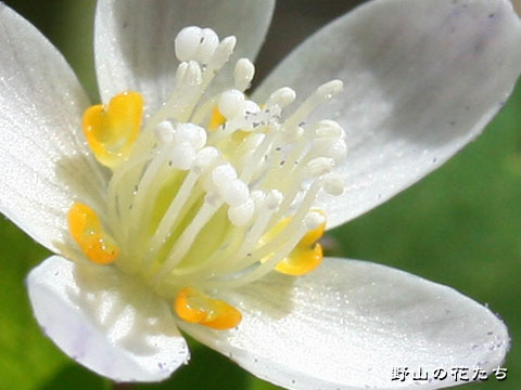 トウゴクサバノオ－花３