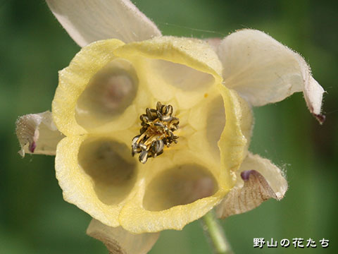 キバナノヤマオダマキ－花２