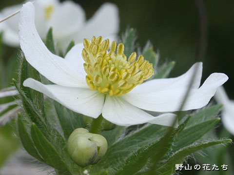 ハクサンイチゲ－花２