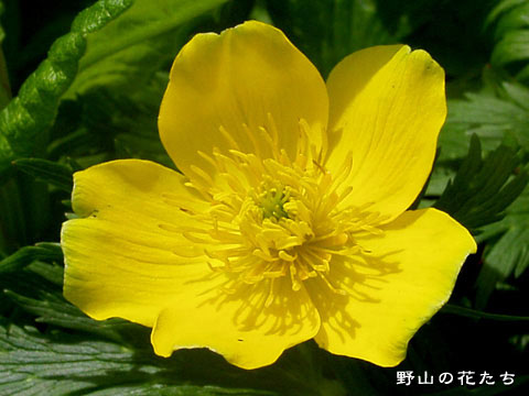 シナノキンバイ－花