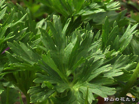 ハクサンイチゲ－茎葉