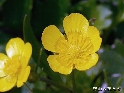 シコタンキンポウゲ－花