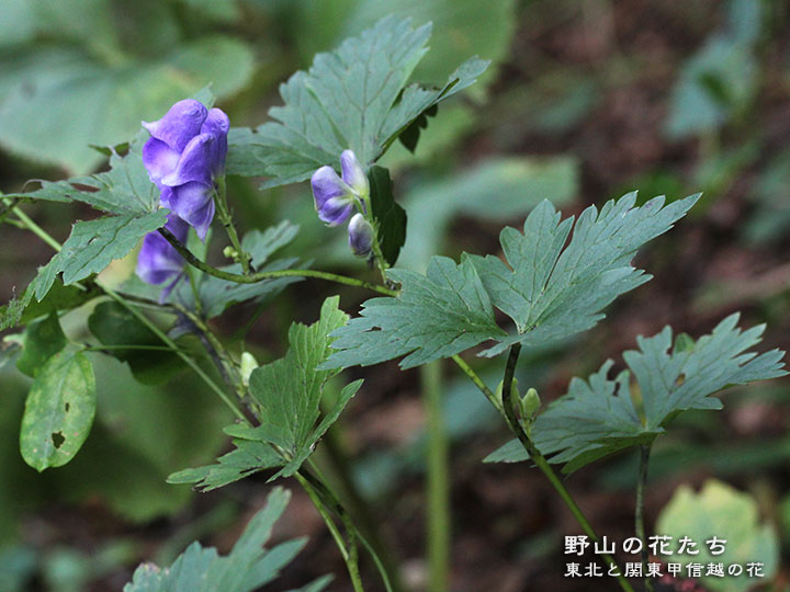 トリカブト雑種