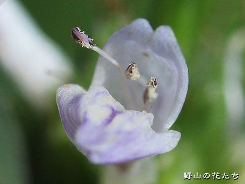 オギノツメ－花２