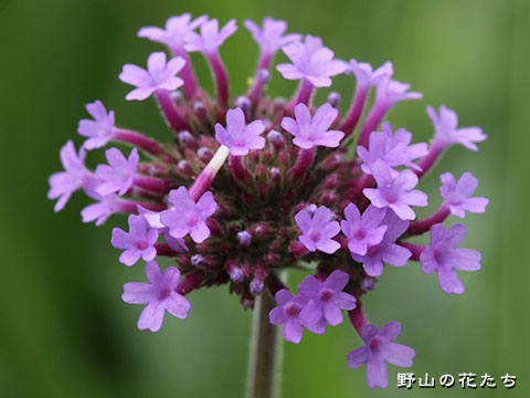 ヤナギハナガサ－花