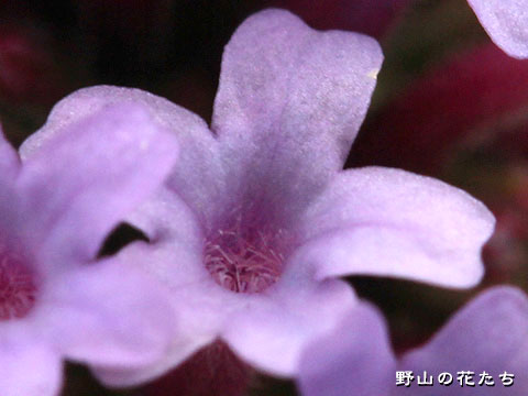 ヤナギハナガサ－花２