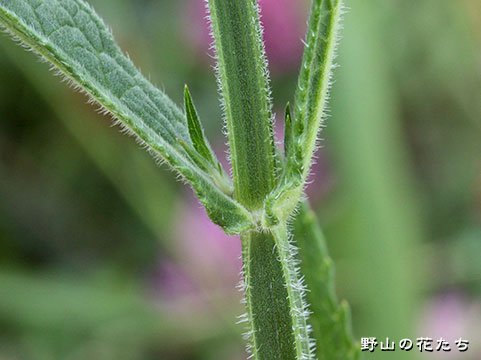 ダキバアレチハナガサ－茎